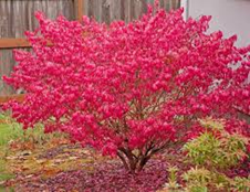 Photo: An example of the bright fall foliage that Winged Burning Bush displays.