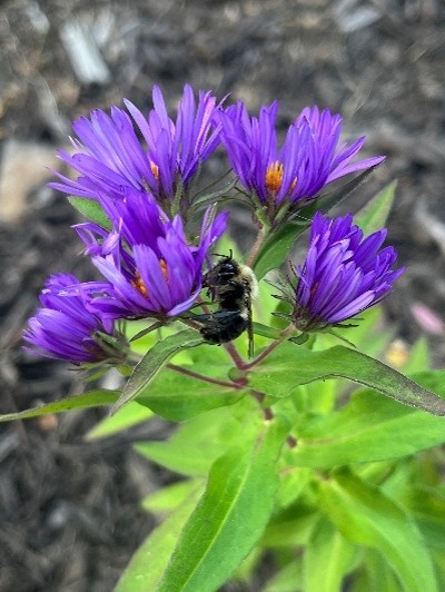 Photo: Bumble bees already enjoying the asters planted at Northtown Library