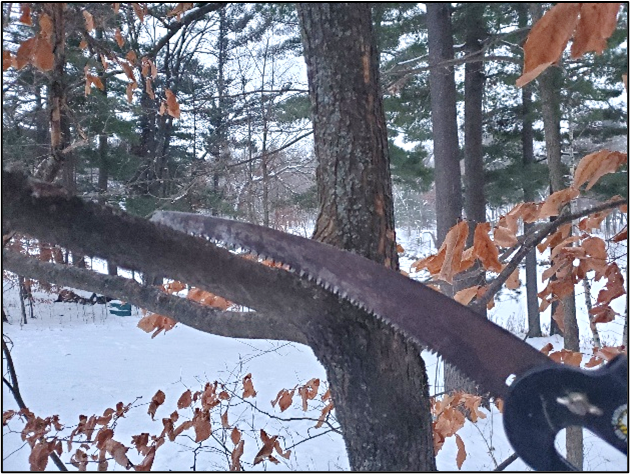 Photo: Showing a saw pruning a tree in the winter