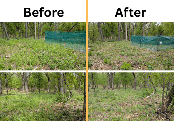 Photo: Before (left) and after (right) pictures of the work area from the garlic mustard pull event at Coon Rapids Dam Regional Park in May, 2026.