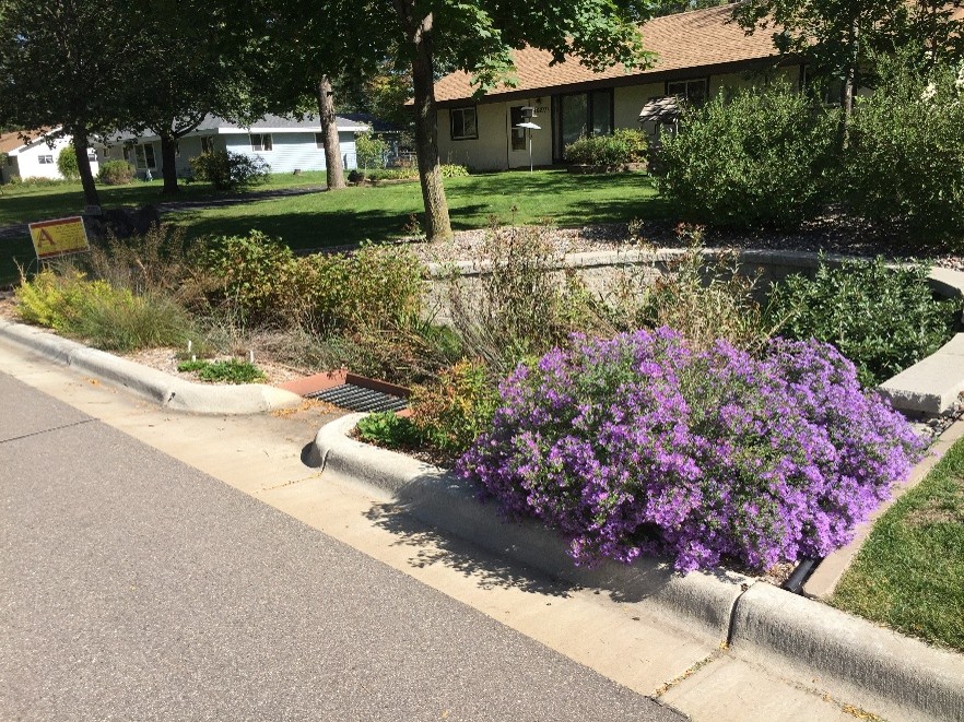 Photo: An older rain garden installed in the Coon Creek Watershed.