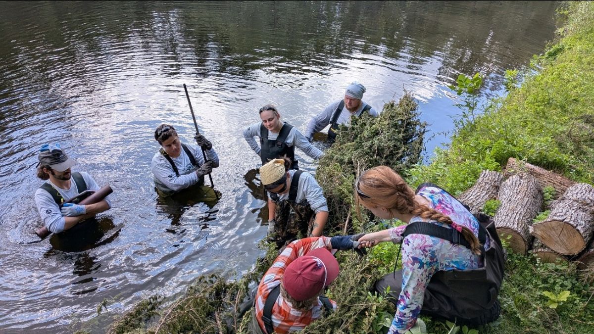 Photo: ACD staff teaching a metro CCMI crew how to install a cedar tree revetment on a private shoreline of the Rum River. This metro crew will work with ACD throughout the summer, allowing them to continue their professional development.