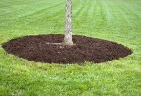 Photo: An example of proper “doughnut” mulching on a tree. Allowing for moisture retention in the root zone without harming the trunk of the tree.
