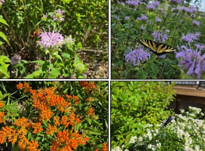 Photo: Right now, Wild Bergamot, Butterfly Weed, and Virginia Mountain Mint are feeding countless bees and butterflies, along with other beneficial pollinators such as the hummingbird-like Snowberry Clearwing Moth and Solitary Blue-Winged Wasps.