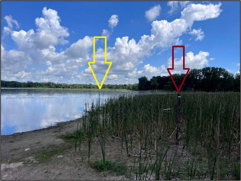 Photo: Coopers Lake in northern Anoka County. The red arrow marks the 2025 monitoring location, which was completely dry by summer 2026. The yellow arrow marks the relocated 2026 monitoring location.