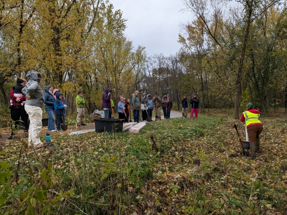 Photo: A 2025 volunteer tree planting at Kings Island, located in the city of Anoka.