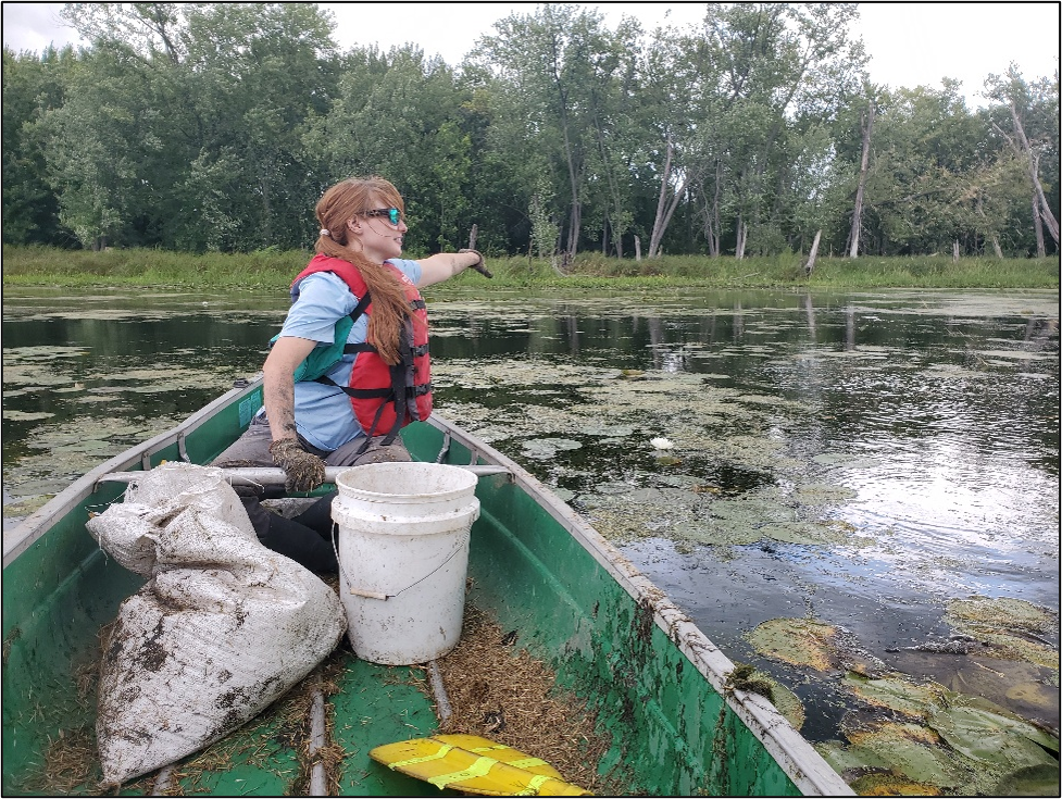 Photo: ACD staff Jordi Johnson spreading wild rice seed.