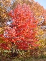 maple_red_form_color_3