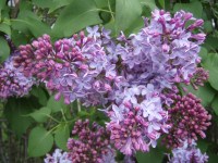 Lilac_Flower_Lavender