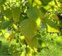 birch_paper_leaf_color