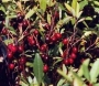 cherry_sand_fruit