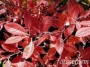 cherry_sand_leaf_color
