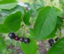chokeberry_black_leaf_fruit7