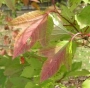 cranberry_leaf_color