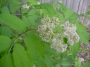 elderberry_leaf_flower