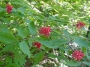 elderberry_leaf_fruit