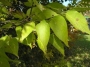 hackberry_leaf_color
