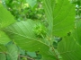 hazelnut_leaf_fruit