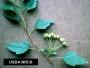 ninebark_common_leaf_flower