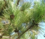 pine_norway_leaf_fruit