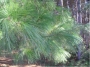 pine_white_leaf